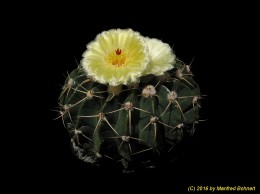 Notocactus (MC) sessiliflorus v. martinii 501